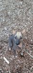 Xoloitzcuintle Mellan hane