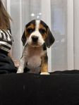 beaglevalp Rasren tikvalp