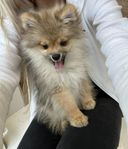 pomeranian valp