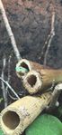 Phelsuma Laticauda - Guldstänkt daggecko - 1.1