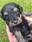 cockerpoo F3