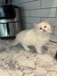 kattunge Ragdoll/norsk skogskatt 