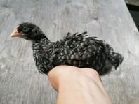 Mechelner avelsgrupp 