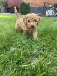 Mix cockerpoo