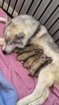 Siberian Husky valpar - Sällskapsavlade