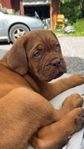 dogue de bordeaux