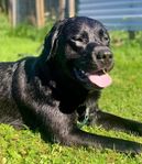 Akut omplacering av labrador
