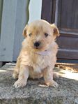pomapoo (Pomeranian/ dvärgpudel)