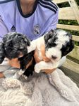 Hundvalpar, pudel, cockerpoo & sheltie