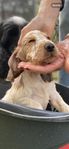 RENRASIG SKK cocker spaniel