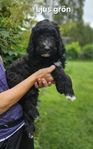 Goldendoodle f2b/multi