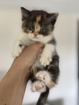brittisk korthår/bondkatt