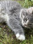 Härliga kattungar i fina blandraser