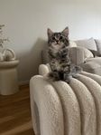 Kattungar