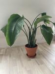 Papegojblomma (Strelitzia reginae) med kruka
