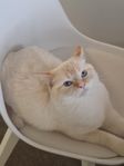 katt