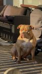 American Bully XL tik
