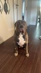 Omplacering XL bully tik