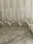 12st Orrefors champagneglas