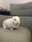 Marshmallow is for Adoption