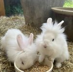kaninungar och kaniner Lejonhuvud/Teddy