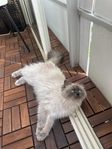 Ragdoll hona