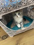 blandat ras söta kattunga