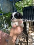 blandras maltipoo 