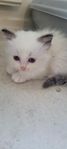 Ragdoll