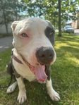 American bully XL valp