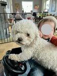 Fodervärd sökes till underbar Bichon Frisé-tik