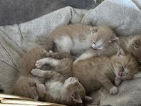 kattunge