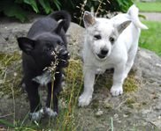 Canaan Dog valpar