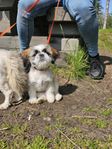 shihtzu/lasa/pekines