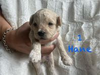 Underbara valpar (shihpoo/cockapoo) 