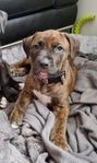 valp amstaff/pitbull
