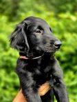 Flatcoated retrievervalp, SKK-registrerad hane 11 veckor