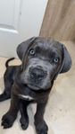 Cane Corso Renrasig