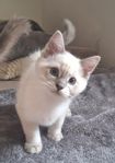Ragdoll kattungar.
