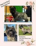 cairnterrier 