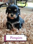 Lhasa apso Blandisar