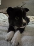 Finsk lapphund / Border collie valpar 