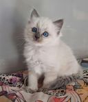 Supersöt Ragdollkille