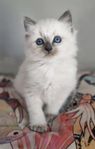 Supersöt Ragdollkille