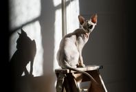 Omplacering av Devon Rex Hane