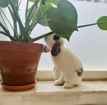Dvärgvädur hona och hane