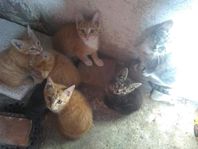 kattungar