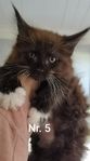 Maine Coon kattungar utan stamtavla