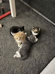 Kattungar