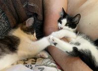 Kattungar, blandras norsk skogskatt, perser